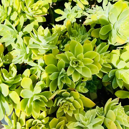 Manda * Gradac (Split-Dalmatia)