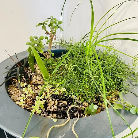 Manda * Gradac (Split-Dalmatia)