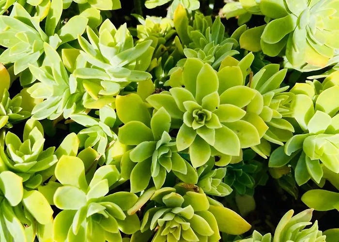 Manda * 格拉达茨