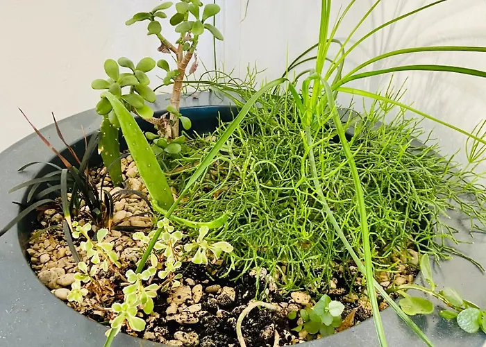 Manda * 格拉达茨